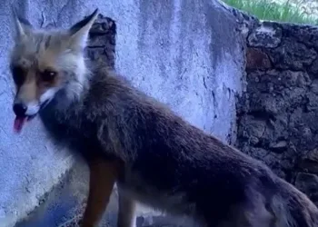 Uludağ’da sincap ve tilki fotokapana yakalandı
