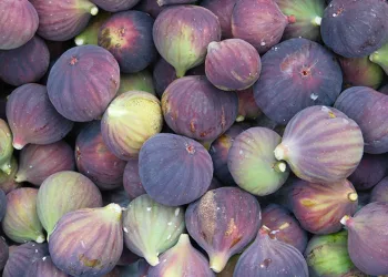 Bursa’nın tescilli incirinde hasat başladı