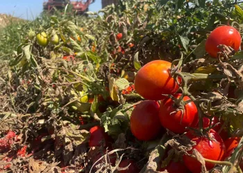 Bursa’da babasının kullandığı traktörün önüne atlayan çocuk ağır yaralandı