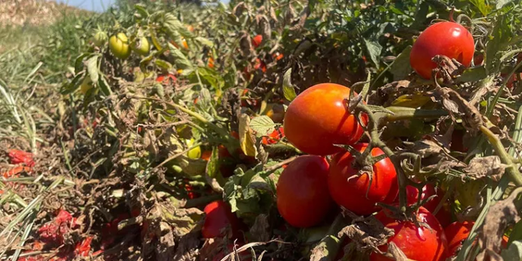 Bursa’da babasının kullandığı traktörün önüne atlayan çocuk ağır yaralandı