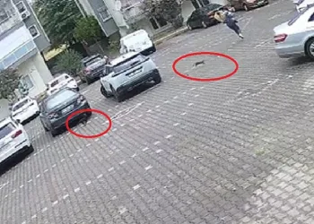 Bursa’da yavru kediler kadını evine kadar kovaladı