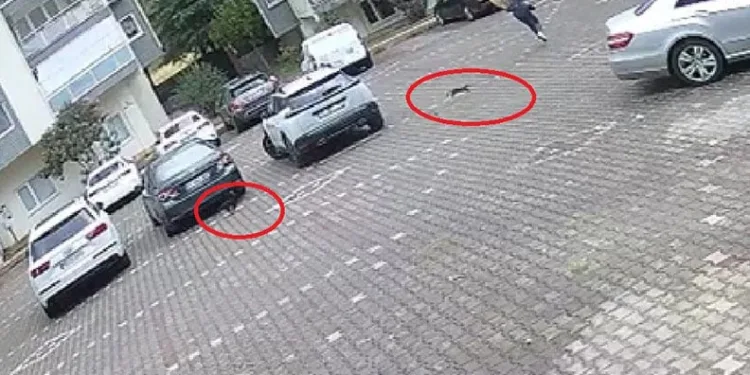 Bursa’da yavru kediler kadını evine kadar kovaladı