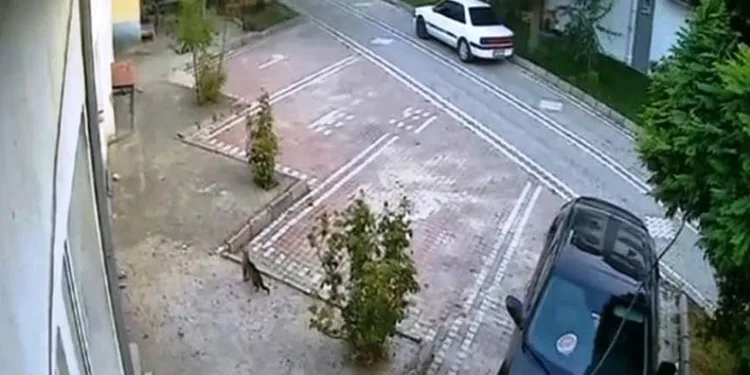 Ayvacık açıklarında 18’i çocuk 32 düzensiz göçmen yakalandı