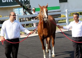 Milyonluk taylar kapış kapış gitti