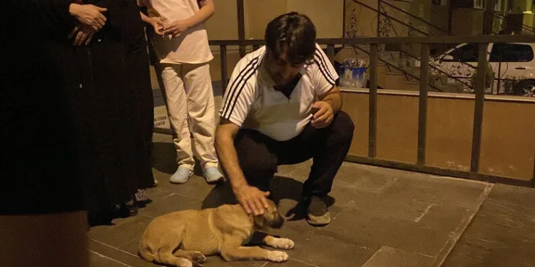 Otomobilin çarptığı yavru köpek için mahalleli seferber oldu