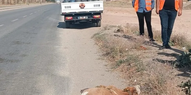 Yalova’da trafik kazasında ölen genç son yolculuğuna uğurlandı