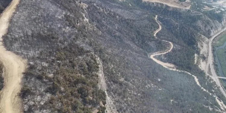 Erzincan’da otomobil koyun sürüsüne daldı