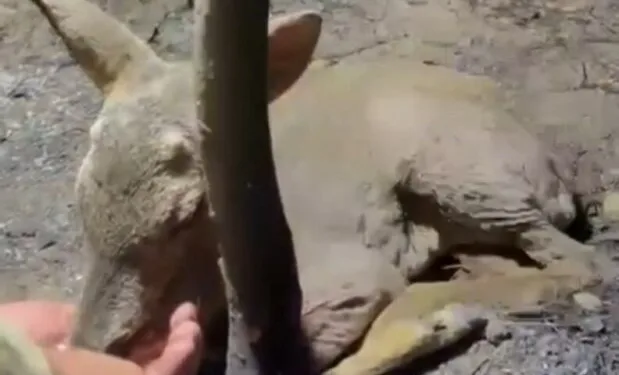 Adıyaman’da alacak verecek kavgası: 3 yaralı