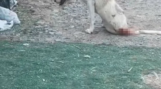 Diyarbakır’ın 2 ilçesinde çıkan yangın söndürüldü