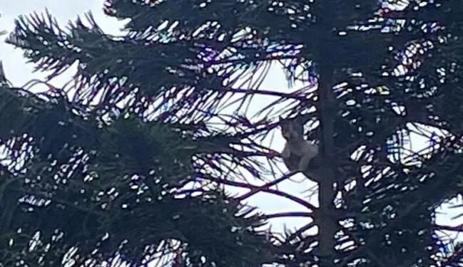 Arnavutköy’de freni patlayan kamyonet önce reklam panolarına sonra trafik ışığına çarptı: 1 yaralı