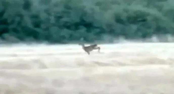 Germencik’te incir hırsızlığına karşı jandarmadan sıkı denetim