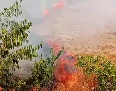 Ordu’da jandarma ekiplerinin bir haftalık faaliyetleri