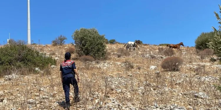 Ormana sıçrayan yangın söndürüldü