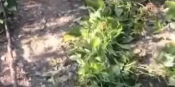 MSB: Öngörü Üzerinden Yorum Yanlış