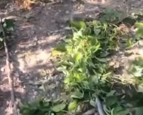 MSB: Öngörü Üzerinden Yorum Yanlış