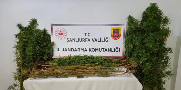 Şanlıurfa’da 15 adrese uyuşturucu operasyonu: 15 gözaltı