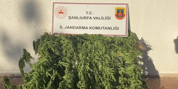 Mısır tarlası zehir tarlası çıktı