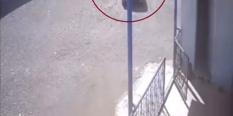 Mısır tarlası zehir tarlası çıktı
