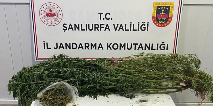 Şanlıurfa’da uyuşturucu operasyonu: 12 gözaltı