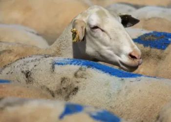 Aşı-yem desteği başvuruları başladı