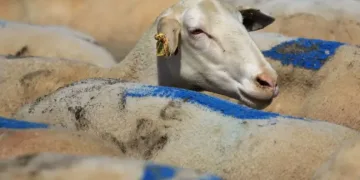 Aşı-yem desteği başvuruları başladı