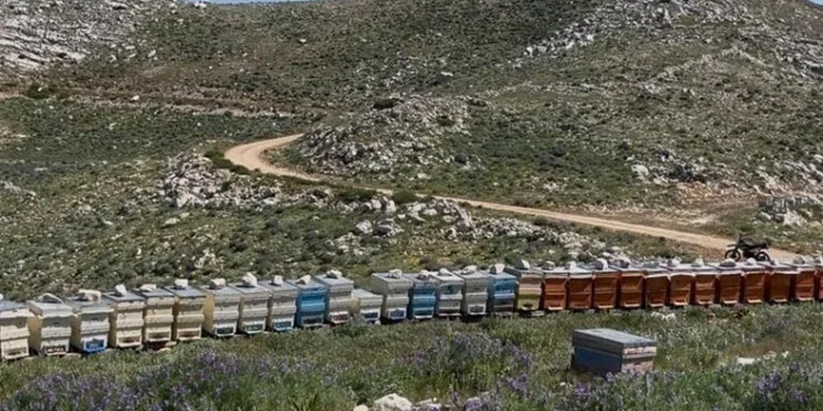 Gazipaşa’da 36 arı kovanı çalındı