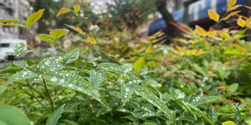 Kuraklıkla mücadele eden İzmir’de yağmur serinliği