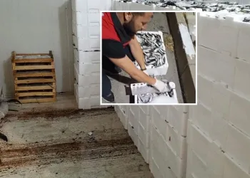 Bursa’da balık haline denetim: Kilolarca balığa el konuldu