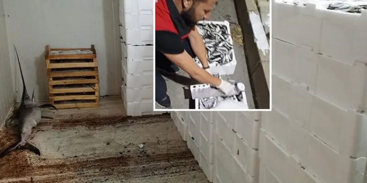 Bursa’da balık haline denetim: Kilolarca balığa el konuldu