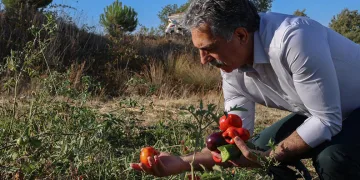 Gemlik Belediyesi Ata Tohumlarını Geleceğe Taşıyor