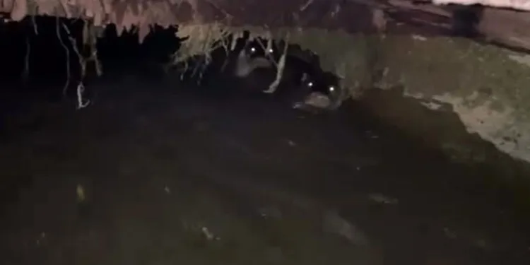 Su samurları sulama kanalında görüntülendi