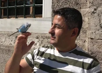 Sahibinin omzunda ve elinde çarşıyı geziyor
