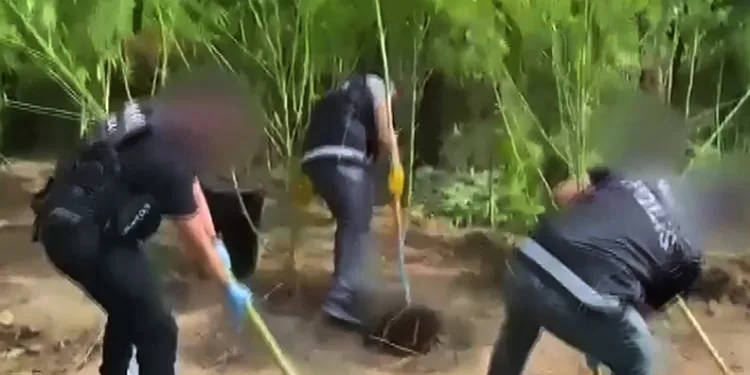 Evlerinin bahçesini uyuşturucu bahçesine çevirmişler