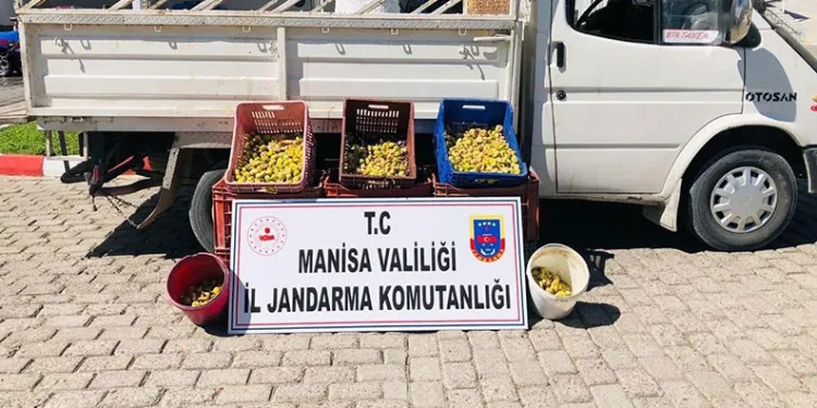 Kırkağaç’ta meyve bahçesinden incir çalan 5 kişi suçüstü yakalandı