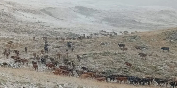 Erzurum’da yüksek kesimlere kar yağdı