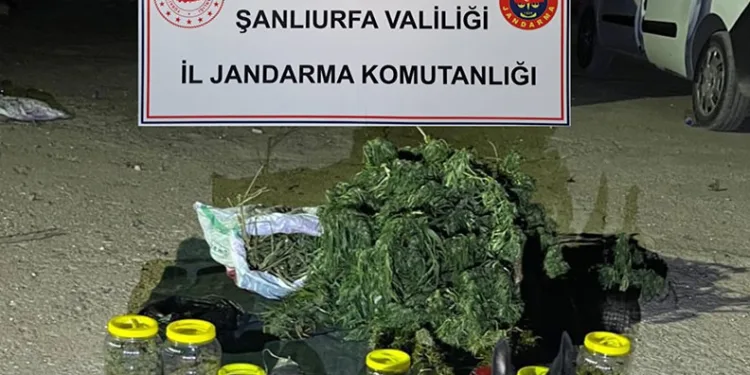 Şanlıurfa’da 13 kilo 600 gram skunk ele geçirildi