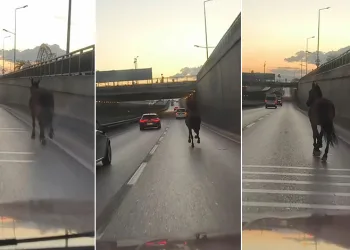 Bursa’da başıboş at trafikte tehlike saçtı