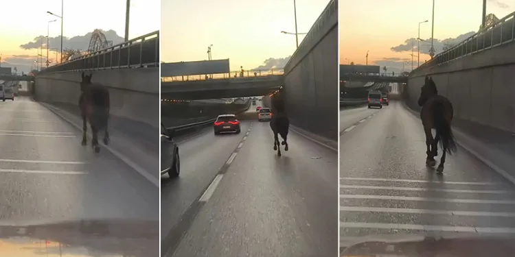 Bursa’da başıboş at trafikte tehlike saçtı