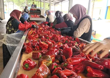 Hollanda’nın biber salçasını İnegöllü kadınlar üretiyor