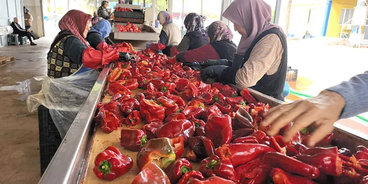 Hollanda’nın biber salçasını İnegöllü kadınlar üretiyor