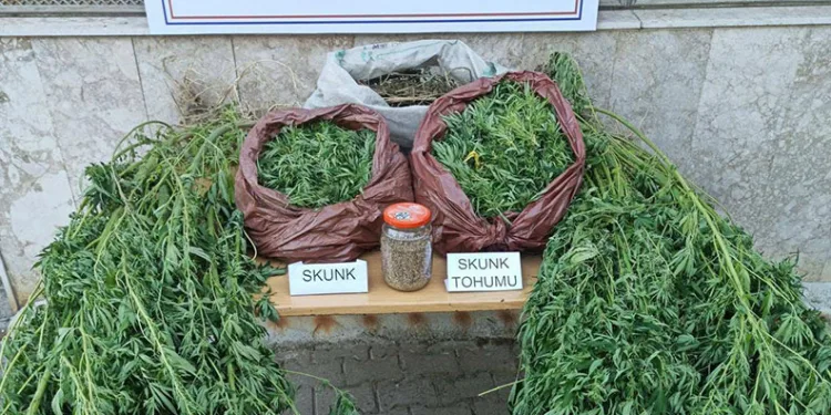 Korkuteli’nde 11,5 kilo skunk ele geçirildi