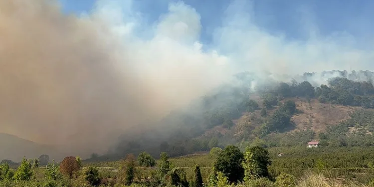 Düzce’de orman yangını