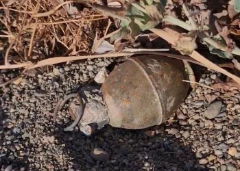 İznik Gölü kıyısında el bombası paniği