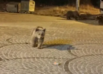 Uludağ’da gece yarısı ayı sürprizi