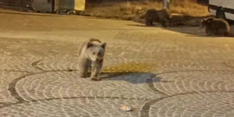 Uludağ’da gece yarısı ayı sürprizi