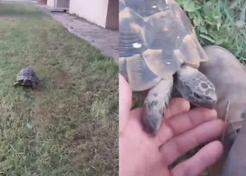 Bursa’da traktöre çarpıp yanan otomobildeki anne-kız yaralandı