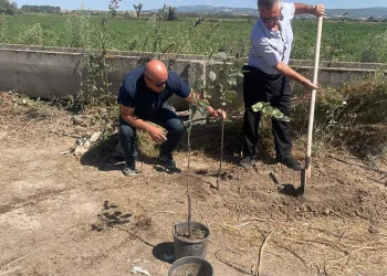 Orman yangınlarında kaybedilen her ağaç yerine 10 fidan