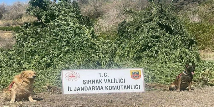 Yerleşim alanına yakın çıkan yangın korkuttu