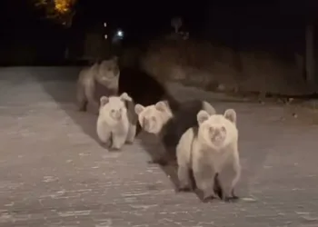 Trafiği birbirine kattı, olay yerinden kaçtı