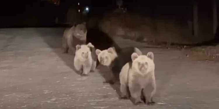 Trafiği birbirine kattı, olay yerinden kaçtı
